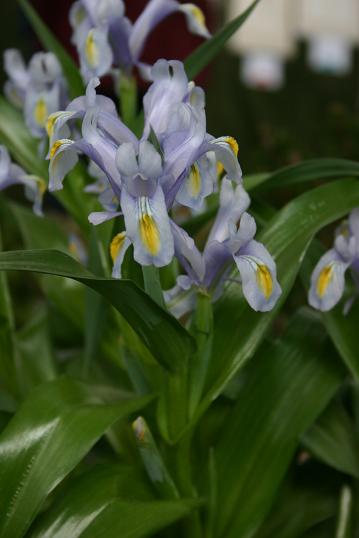 Iris 'Evening Shades' 