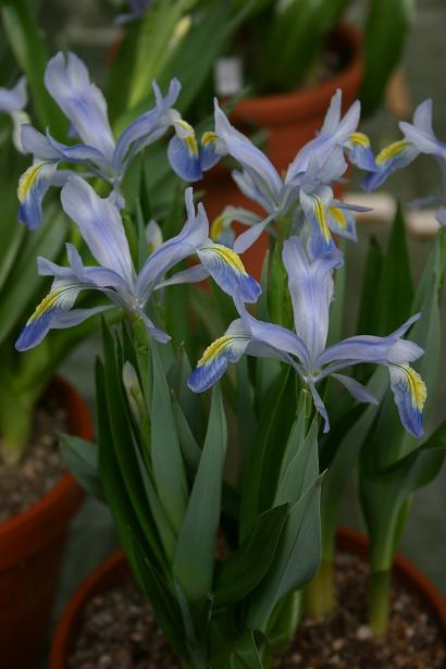 Iris 'Evening Shades' 