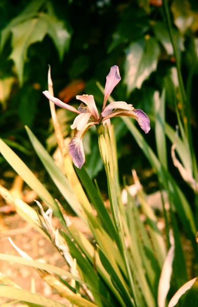 Iris foetidissima 