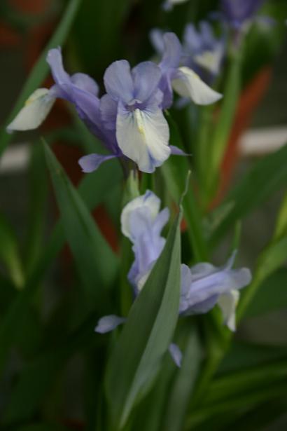 Iris (graeberiana x vicaria) 