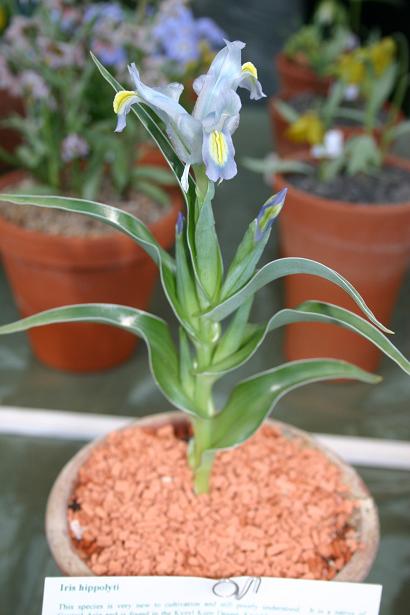 Iris hippolyti 