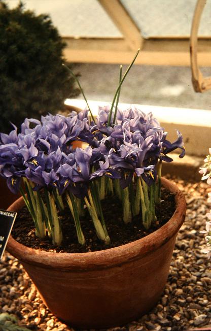 Iris histrioides 'Major' 