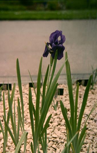 Iris hoogiana 'Purpurea' 