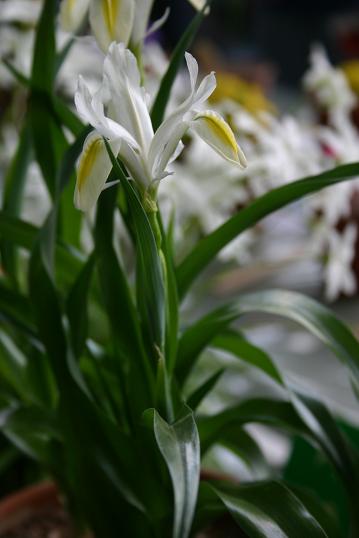 Iris kopetdagensis 