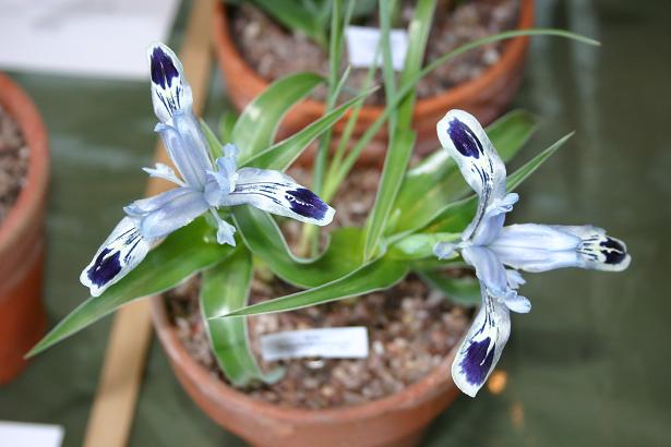 Iris kuschakewiczii 