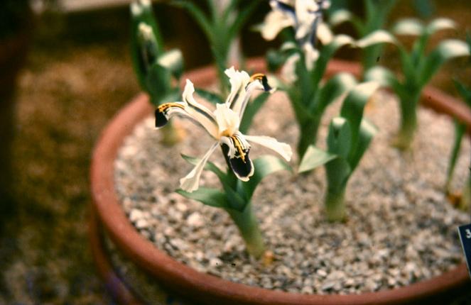 Iris nicolai 
