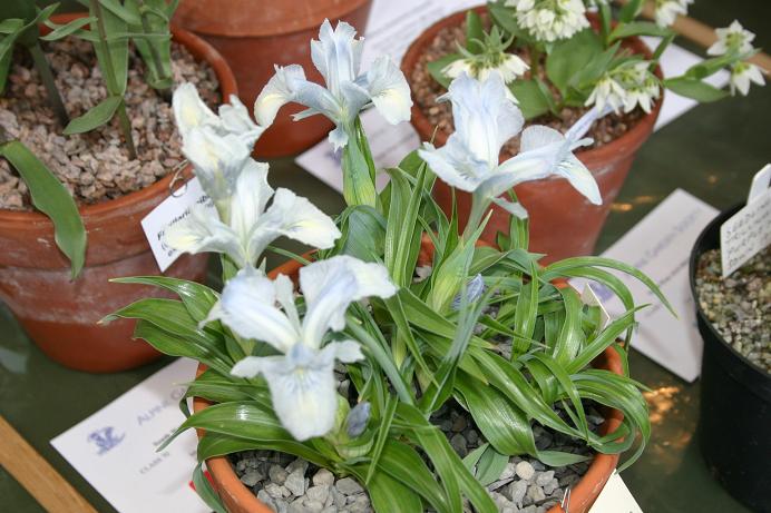 Iris nusairiensis 