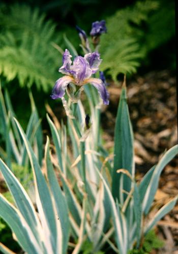 Iris pallida 'Variegata' 