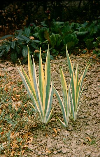 Iris pallida 'Variegata' 