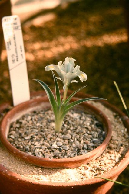 Iris pseudocaucasica 