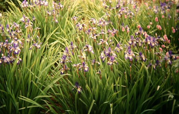 Iris sibirica 'Ottowa' 