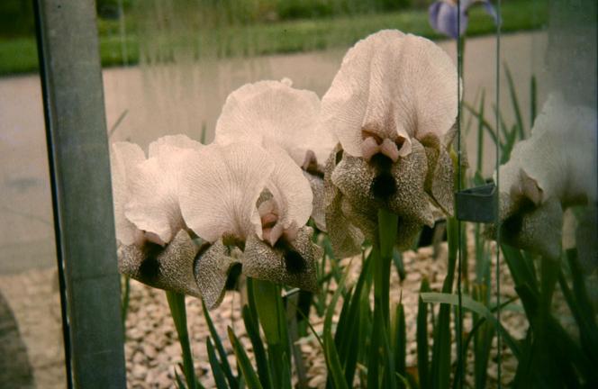 Iris 'Sylphide' 