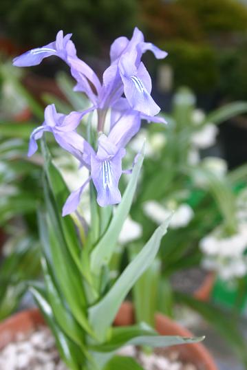 Iris zenaidae 