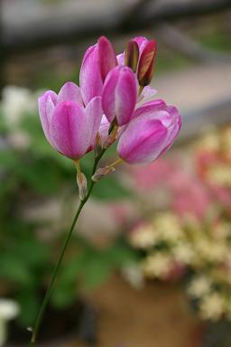 Ixia maculata 