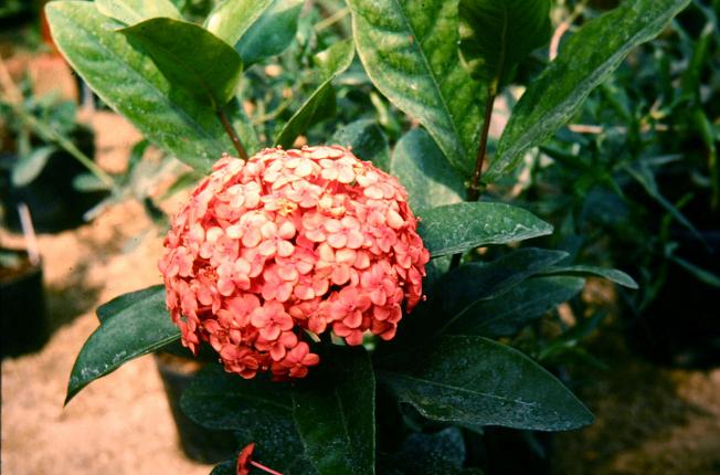 Ixora chinensis 