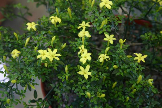 Jasminum parkeri 