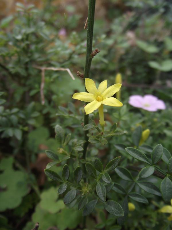 Jasminum parkeri 