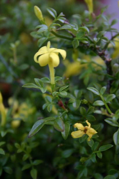 Jasminum parkeri 'Dwarf Form' 