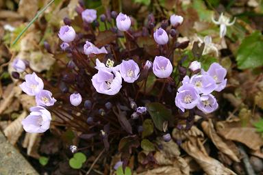 Jeffersonia dubia 