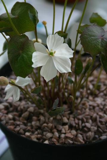 Jeffersonia dubia 'Alba' 