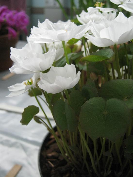 Jeffersonia dubia 'Alba' 