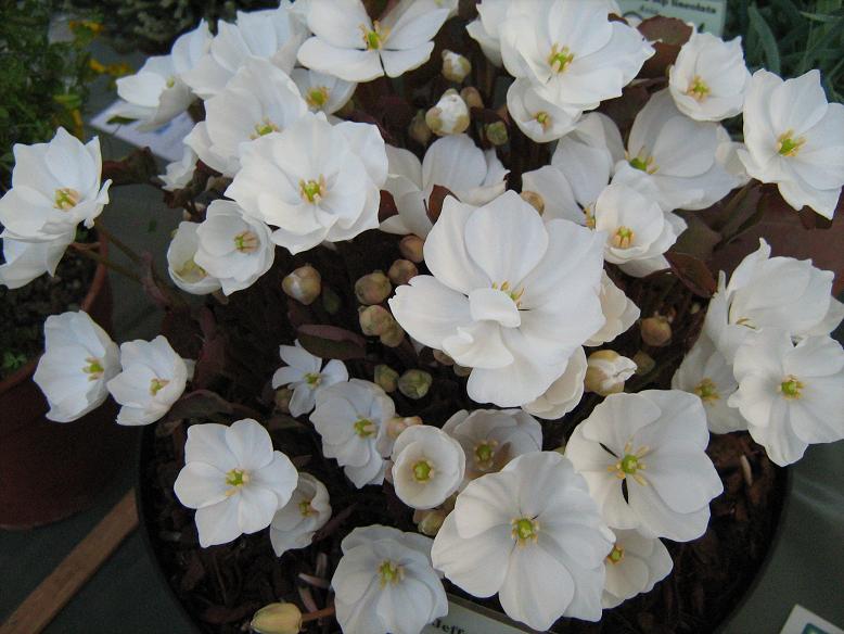 Jeffersonia dubia 'Alba' 