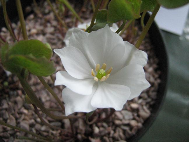 Jeffersonia dubia 'Alba' 