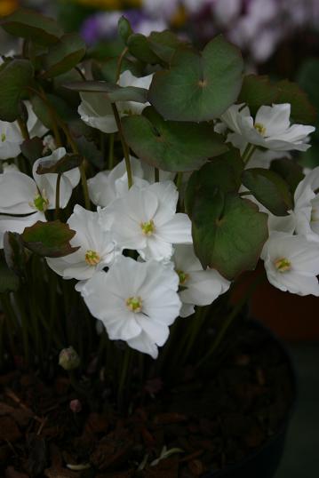 Jeffersonia dubia 'Alba' 