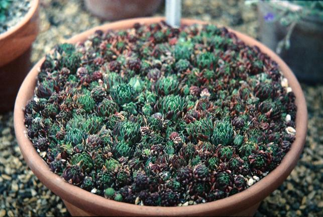 Jovibarba arenaria 