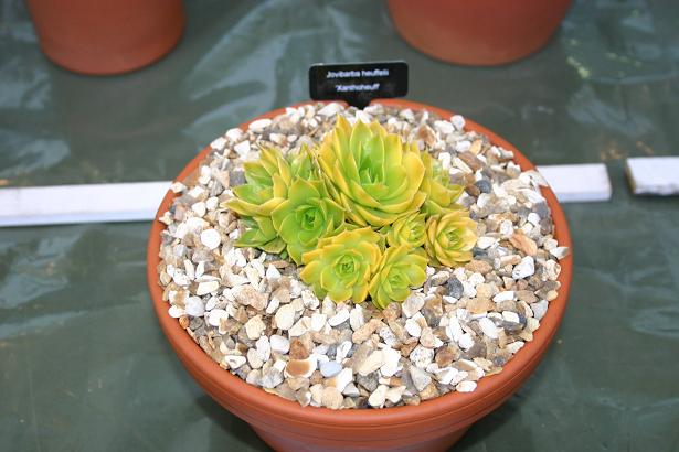 Jovibarba heuffelii 'Xanthoheuff' 