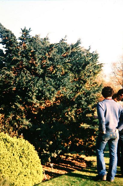 Juniperus squamata 'Meyeri' 