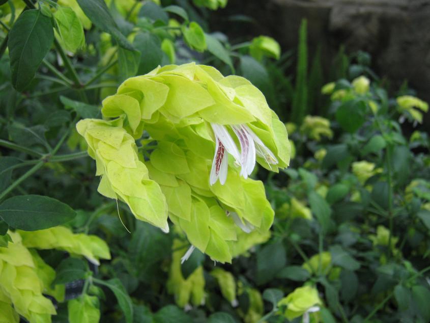 Justicia brandegeeana 'Yellow Queen' 