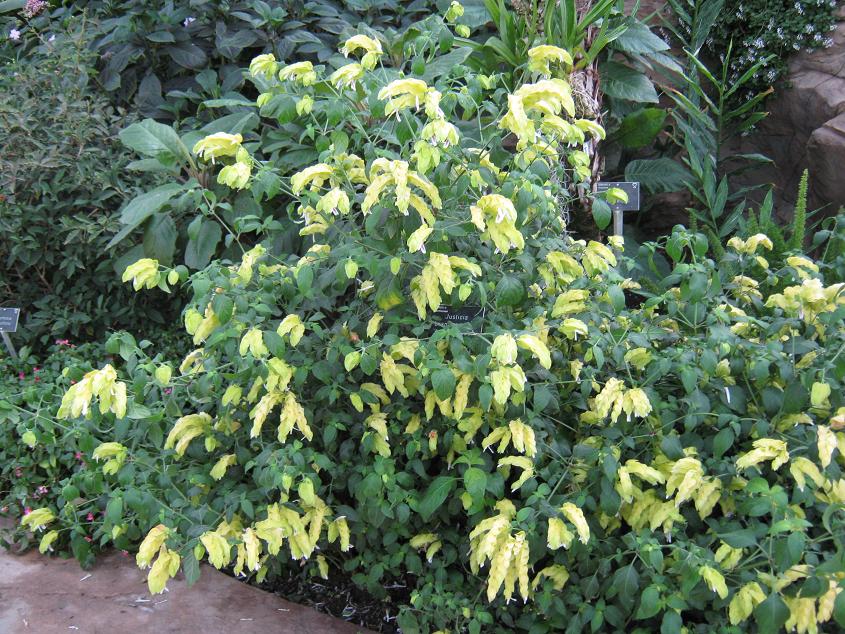 Justicia brandegeeana 'Yellow Queen' 