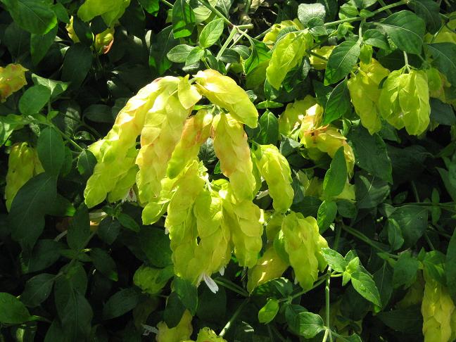 Justicia brandegeeana 'Yellow Queen' 