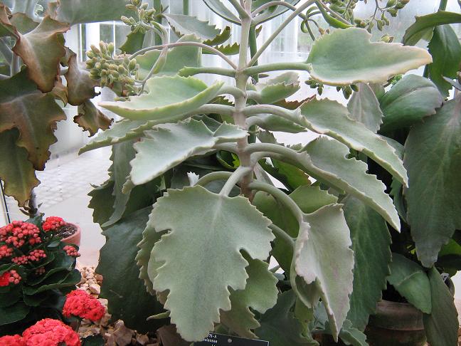 Kalanchoe beharensis 'Oak Leaf' 