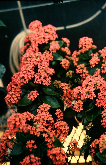 Kalanchoe blossfeldiana 'Vulcan Red' 