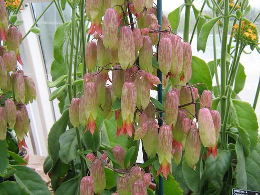 Kalanchoe 'Magic Bells' 