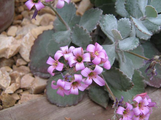 Kalanchoe pumila 