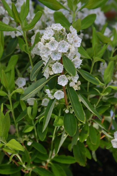 Kalmia angustifolia ssp candida 