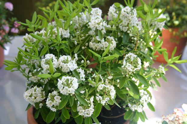 Kalmia angustifolia ssp candida 