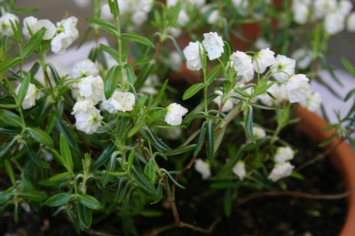 Kalmia polifolia 'Alba' 