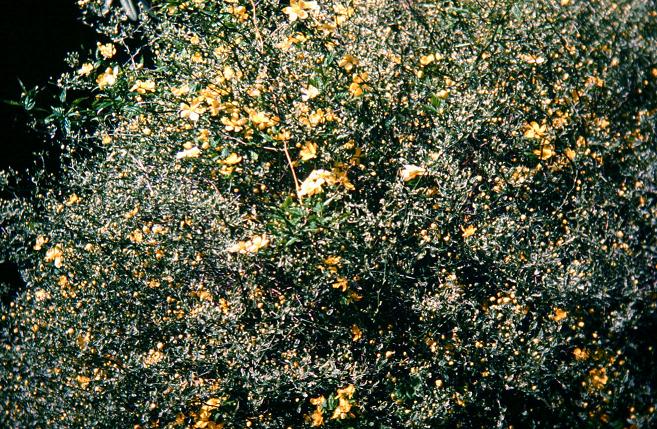 Kerria japonica 'Variegata' 