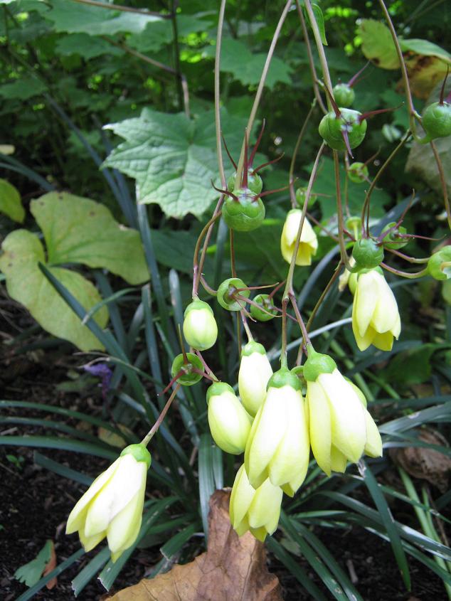 Kirengeshoma palmata Koreana Group 