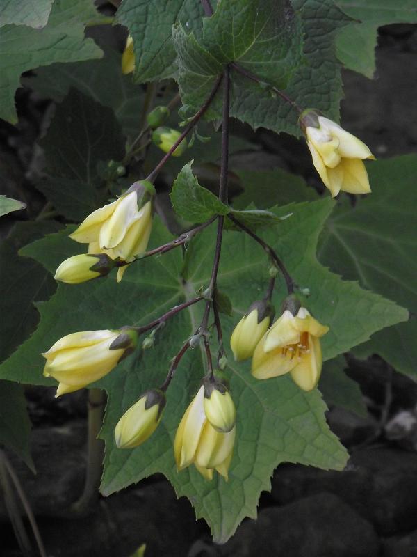 Kirengeshoma palmata Koreana Group 