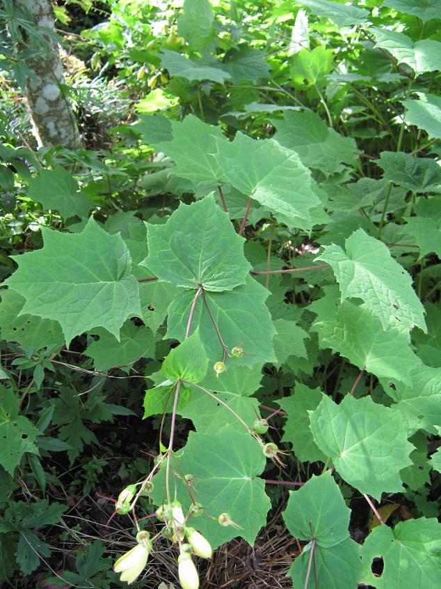 Kirengeshoma palmata Koreana Group 