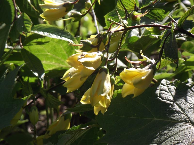 Kirengeshoma palmata Koreana Group 