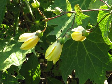 Kirengeshoma palmata Koreana Group 