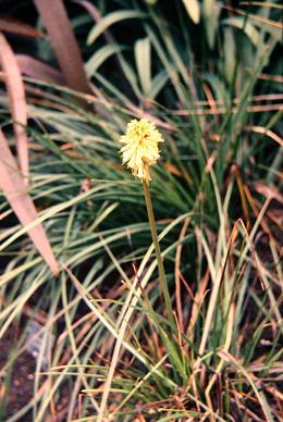 Kniphofia citrina 