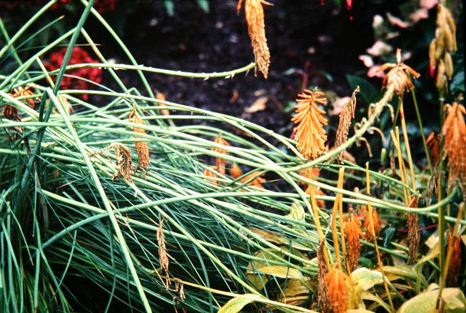 Kniphofia macowanii 