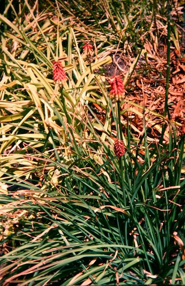 Kniphofia mirabilis 